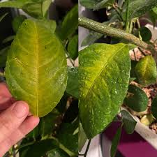 Hi, i have a 2 yr old meyer lemon tree that i have received 2 days ago from a nursery in california. Help Me With My Meyer Lemon Tree Leaves Turning Yellow And Falling Off Gardening