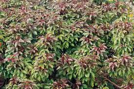 Image result for Jatropha gossypiifolia