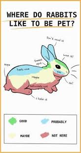 Check spelling or type a new query. 12 Best Facts About Bunnies Ideas In 2021 Bunny Care Pet Bunny Pet Rabbit Care