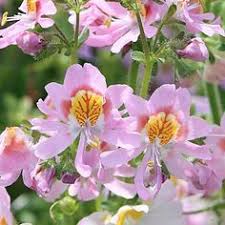 Die Bauernorchidee Tinkerbell Schizanthus Pinnatus Wird 50 Bis 60 Cm Hoch Und Bluht In Rosa Weissen Farben Wunder Orchideen Graser Im Garten Garten Pflanzen