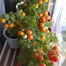 Disusun bersama andrew carberry atasi cuaca panas. Arahan Terperinci Untuk Menanam Tomato Pada Jendela Di Musim Sejuk Dan Musim Panas