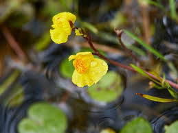 Image result for Utricularia