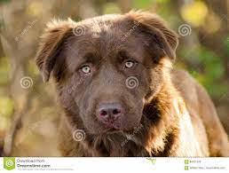 A labrador golden retriever mix often lives for around 10 to 12 years. Mischungs Hund Schokoladen Labrador Retrievers Pyrenaen Stockbild Bild Von Adoptieren Pfund 84021639