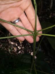 Image result for Micrococca