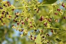 Image result for Salvadora persica