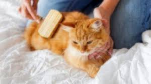 A healthy cat will have thick, shiny, clean fur with no patches or bald spots. 11 Common Cat Skin Conditions Healthy Paws