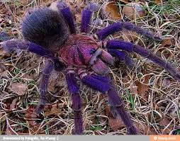 Hi, i am an experienced tarantula keeper. Brazilian Pinkbloom Tarantula Cool Insects Tarantula Spider