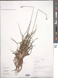 Image result for Coleotrype laurentii