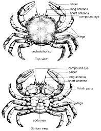 If this is your zodiac sign you should draw it for yourself right now how to draw zodiac signs cancer the crab symbols tattoo tribal art please like. Diagram Cancer The Crab Diagram Full Version Hd Quality Crab Diagram Diagramify Assimss It