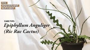 How to sew ric rac. Epiphyllum Anguliger Ric Rac Cactus Plant Care Tips The Houseplant Alphabet Youtube