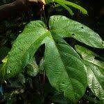 Image result for Manniophyton