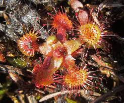 Image result for Xyris natalensis