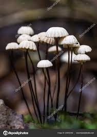 Image result for Marasmius rotula