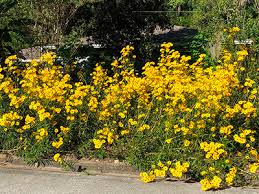 Image result for Helianthus angustifolius