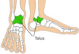 Image result for Talus