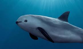 Vaquita Porpoise Update Dire Rare Animals Animals Endangered Animals