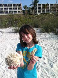 Shell Egg Casings On Florida Beaches Lightning Whelk Horse Conch Sea Snails Florida Family Nature