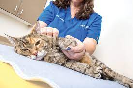 Feline Physical Rehabilitation Today S Veterinary Nurse
