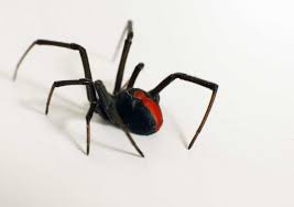 Black And White Spider Texas Poisonous How Black Widow Mothers Control Their Children S Cannibalism Redback Spider Spider Australian Spider