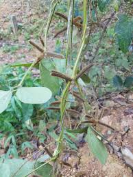 Image result for Calopogonium mucunoides