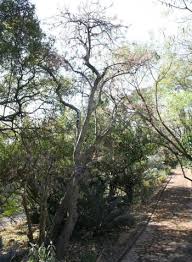 Image result for Obetia