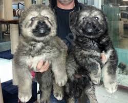 Kafkas Coban Kopegi Yavrulari 05425317282 Joker Petshop 1 Tl Sahibinden Satilik Ikinci El Renk Kelepirci Com