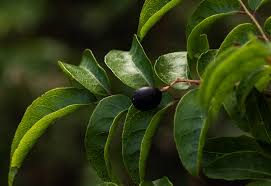 Image result for Clausena anisata