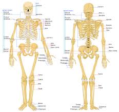 pin by esin on stretches and physiotherapy human skeleton