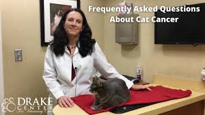 Swollen lymph nodes are a symptom of lymphoma. Diagnosis And Treatment Of Cancer In Cats