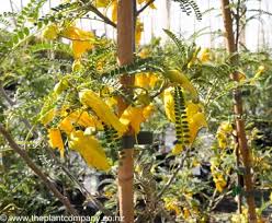 Image result for Eriocephalus microphyllus