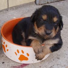 Hallo alle zusammen, habe noch labrador berner sennen welpen abzugeben ! Hovawart Berner Sennen Mischlingswelpen Mischlinge