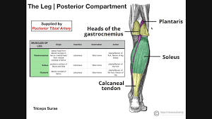 Collectively, the muscles in this area plantarflex and invert the foot. Superficial Posterior Leg Compartment Origins Insertions Etc Youtube