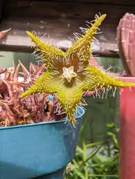 Image result for Orbea dummeri