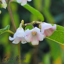 Image result for Apocynaceae subfamily Periplocoideae