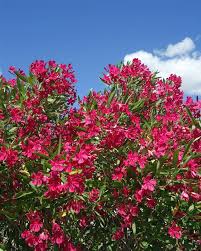 Quel engrais pour laurier rose. Laurier Rose Rouge En Pot De 25l Arbuste Persistant Jardin Pot