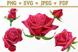 Red Rose Flowers Watercolor Floral Clipart Svg Png Pdf 1228308 Illustrations Design Bundles