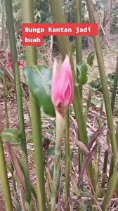 Reproduksi atau perkembangbiakkan tersebut dapat melalui proses generatif dan vegetatif. Baru Tahu Bunga Kantan Ni Dia Akan Jadi Buah Rupanya Fyp Bungakantan Bunga Tiktokmalaysia Arolerol