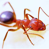 As texas locals, we show up on time, go the extra mile, and believe in doing things right the first time. Ant Exterminator Pest Control Company Austin Tx