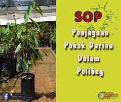Pokok durian itu besar dan tinggi. Penjagaan Pokok Durian Dalam Polibeg Ohlihat