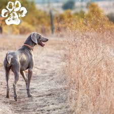 What We Test For In 2020 Weimaraner Sporting Dogs Genetic Testing