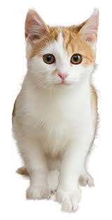 Don't live in the area? Wild Blue Cats A Refuge For Cats Kittens
