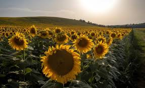 Tumbuhan ini memiliki ciri yang khas seperti bentuk besar, kebanyakan berwarna kuning terang, dengan kepala. Kala Bunga Matahari Jadi Simbol Bagi Dunia Yang Bebas Nuklir Topcareerid