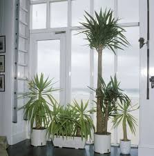 Epingle Sur Taille De Plantes