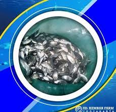 Jenis bom umpan yang paling cocok bisa menggunakan bekatul. Cara Mengetahui Tempat Ikan Nila Berkumpul Cara Mengetahui Tempat Ikan Nila Berkumpul Archives Hobi Mancing Cara Perawatan Ikan Nila Besar Luffyonepiece2615
