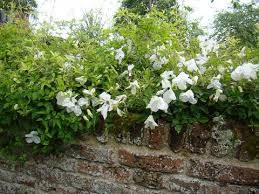 Image result for Lankesteria alba