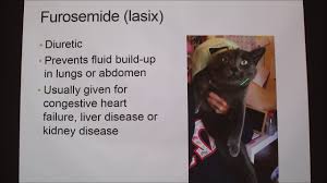 Symptoms don't show early on so it's hard to know there's a problem heart disease in cats: Hypertrophic Cardiomyopathy In Cats Youtube