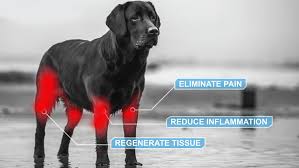 Maybe you would like to learn more about one of these? Stem Cell Therapy For Pets Willowbend Animal Hospital