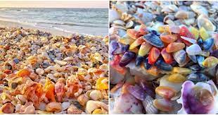 Sarasota Coastlines Are Some Of The Best Shelling Beaches In Florida Florida Beaches Shell Beach Florida