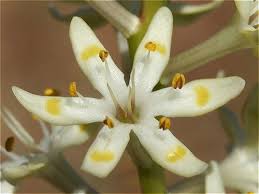 Image result for Wurmbea