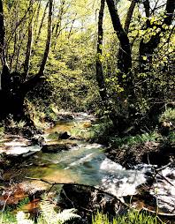 BVCM003375-Memoria de Medio Ambiente 2008-2009